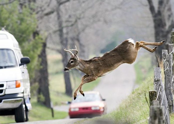 Overstekend wild zorgt voor gevaarlijke situaties voor automobilisten en motorrijders.