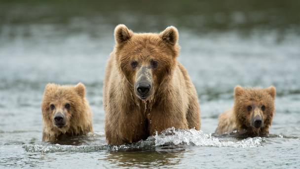 Meet the Bears