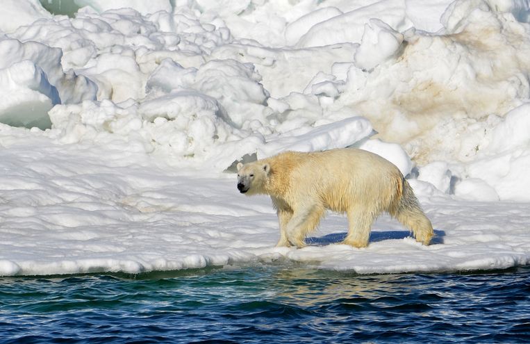 Archiefbeeld. Een ijsbeer bij de Chukchi Sea in Alaska. Beeld AP