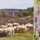 5x wandelen op de grote, stille heide