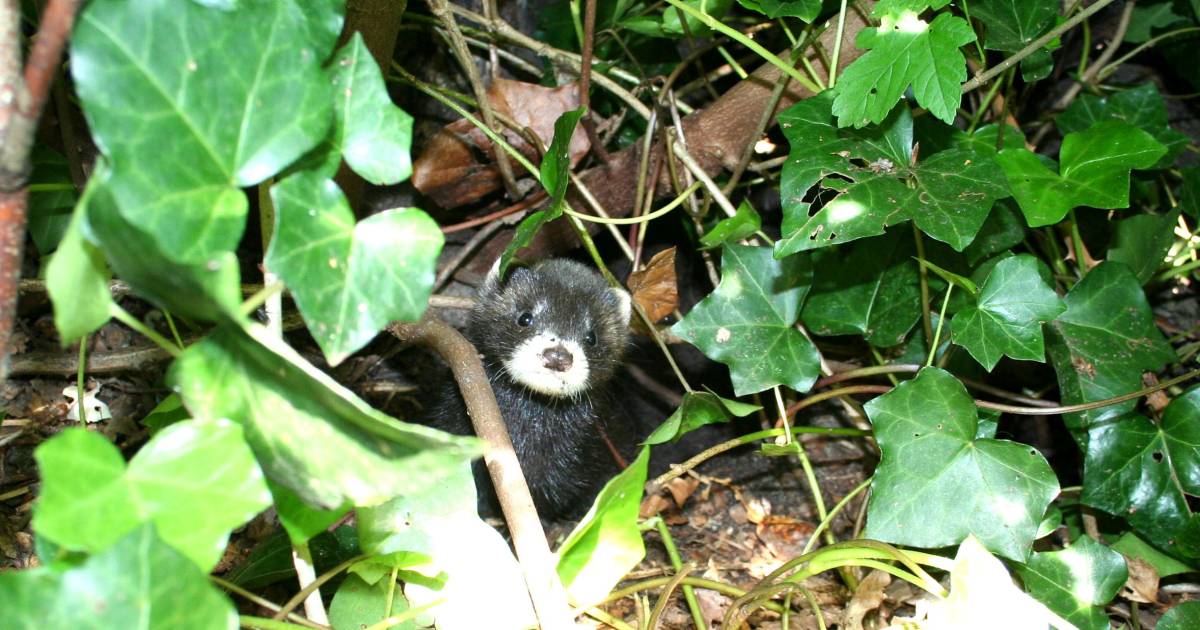 buurt in de ban van bloeddorstige bunzing voorne putten ad nl