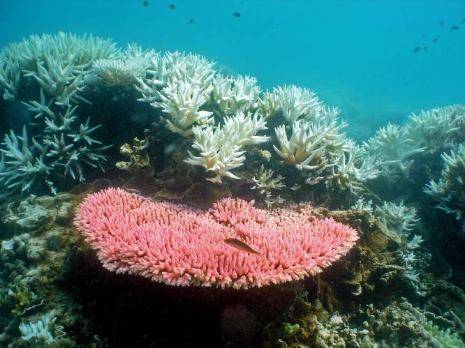 Australië creëert grootste natuurreservaat op zee