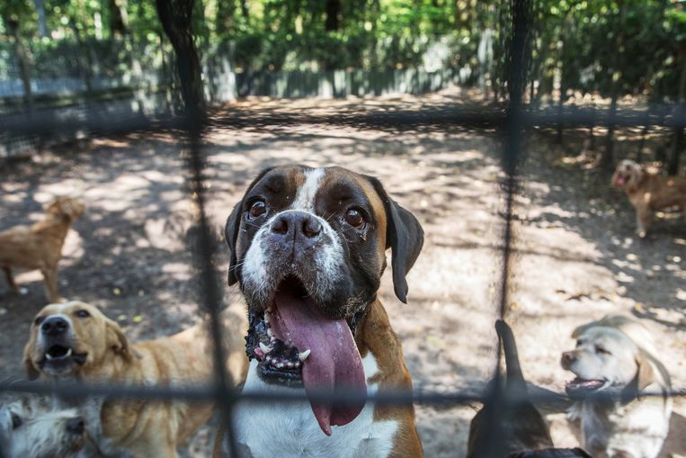 In Dierenhotel Camping Kennels verblijven op dit moment honderdtachtig honden en zestig katten. Beeld Werry Crone