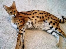 Ontsnapte serval Petoenia gevonden: ‘De buurvrouw appte dat ie op haar balkon stond’