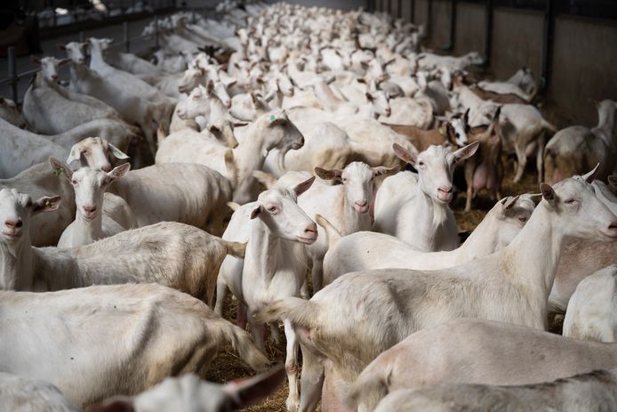 De melkgeitenboerderij van Kurt Tilburgs en Liesje Van Loon