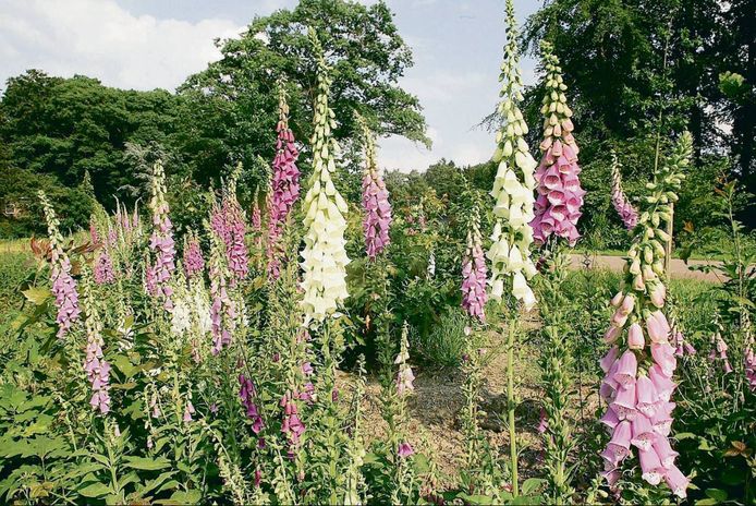 Het vingerhoedskruid is een populaire tuinplant vanwege het bloeiritme.