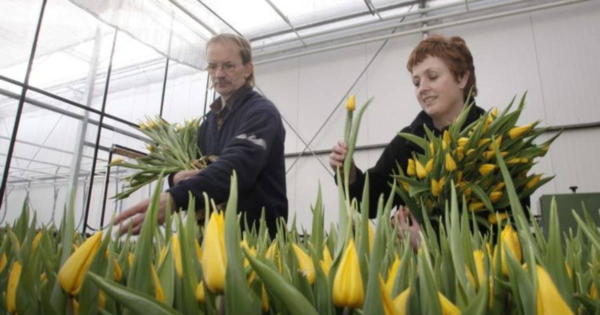 'Tulp moet zeker zeven dagen staan'