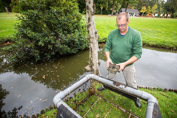 Schildpaddenplaag in de Molenvijver: “Eerst zijn ze schattig, maar daarna vervuilen ze wel het | Genk | hln.be