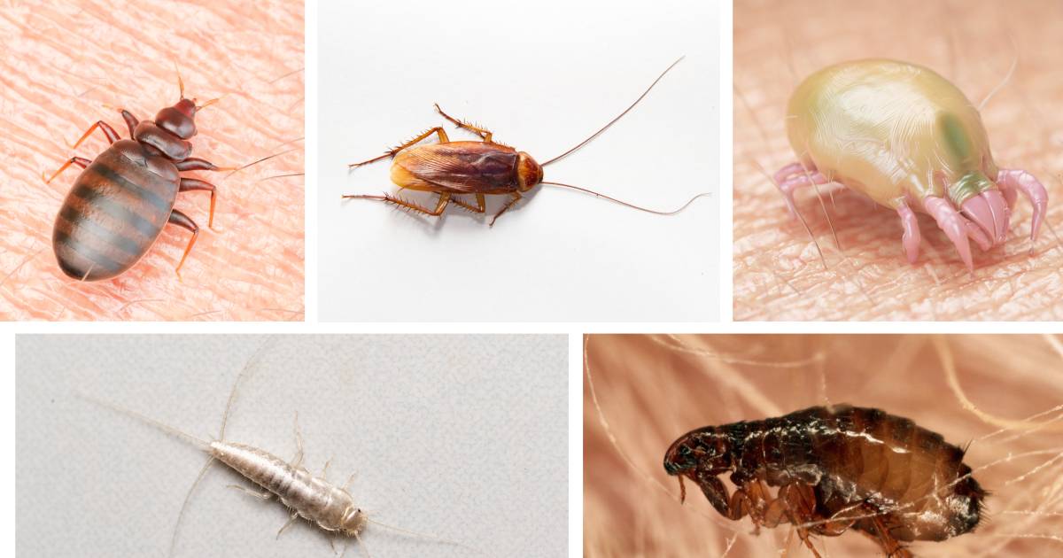 Comment Se Debarrasser Des Vilaines Petites Betes Qui Infestent La Maison Belgique 7sur7 Be