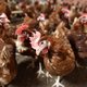 Hof geeft kippenboeren ongelijk in fipronilschandaal, overheid niet aansprakelijk voor financiële schade