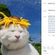 Waarom kattenhashtags gegarandeerde successen zijn op Instagram