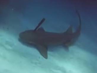 Duiker bevrijdt haai van mes in kop: "Alsof hij mij om hulp kwam vragen"