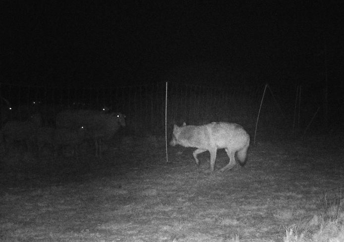 Een wolf op de Veluwe bij het elektrische raster. De schapen lijken niet onder de indruk. Nadat de wolf enkele schokken heeft gehad, druipt-ie af.