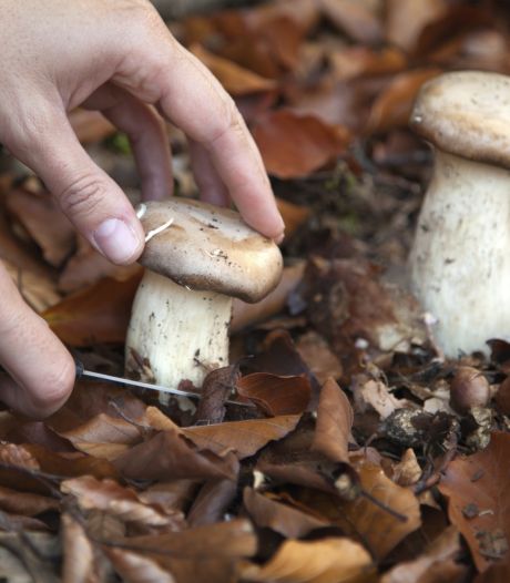 Een middagje paddenstoelen plukken in het bos? Boete kan oplopen tot 2500 euro