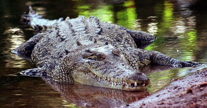 Illustratiebeeld. Een krokodil in Australië.