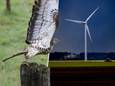 Meer onderzoek is nodig voor windpark Horst en Telgt om wespendief in stand te houden.
