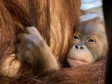 Voici Mathaï, le nouveau petit orang-outan de Pairi Daiza