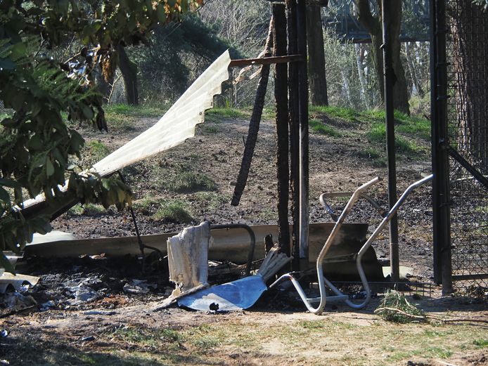 Tien dieren komen om bij aangestoken brand in Beekse Bergen.