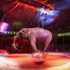 Wilde dieren zijn vanaf nu verboden in Nederlandse circussen