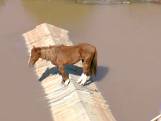 Paard vlucht voor hoogwater en eindigt op dak in Brazilië