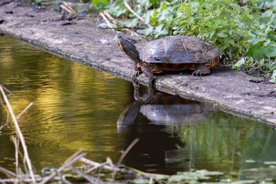 Wat te doen met deze exotische gast in het kanaal bij Haghorst? ‘De winter overleeft hij niet’