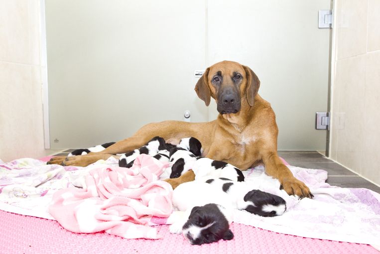 Draagmoeder van een ander ras met gekloonde puppy's. De moeder heeft geen enkele van haar genen overgedragen op de kleintjes. Beeld © IO COOMAN