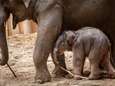 Zo verliepen de eerste uurtjes van olifantenjong Kai-Mook of "de baby met flinke haardos"