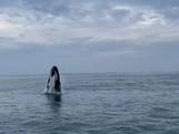 Plots staat Lourens tijdens vistochtje oog in oog met een walvis bij Westkapelle