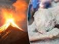 Levend gebakken en hersenen die in glas veranderden: slachtoffers Vesuvius stierven op nog ergere manier dan gedacht