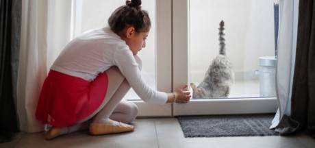 Pourquoi Votre Chat A Le Ventre Qui Pend Famille 7sur7 Be