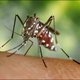 Brazilië zet genetisch gemanipuleerde muggen in in strijd tegen dengue