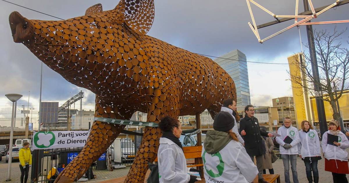 Verkiezingsstunt Partij voor de Dieren enorm varken op Stationsplein Eindhoven Eindhoven ed.nl