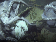 'Gedoemde' kinderkamer van onbekende octopussoort stelt wetenschappers voor raadsel