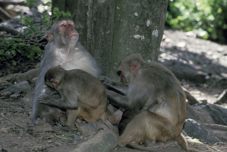 Like humans, older rhesus macaques have fewer social contacts
