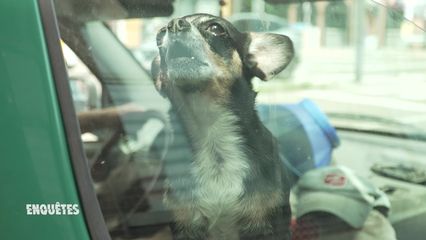 22. Un chien bruyant