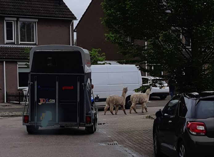 De alpaca's in Klundert.