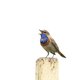 Zo kun je vogels herkennen aan hun zang