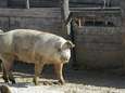 Al elf landen voeren geen Belgisch varkensvlees meer in door Afrikaanse varkenspest