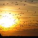 Uitzonderlijk: kraanvogels gespot op meer dan 100 plaatsen in Vlaanderen