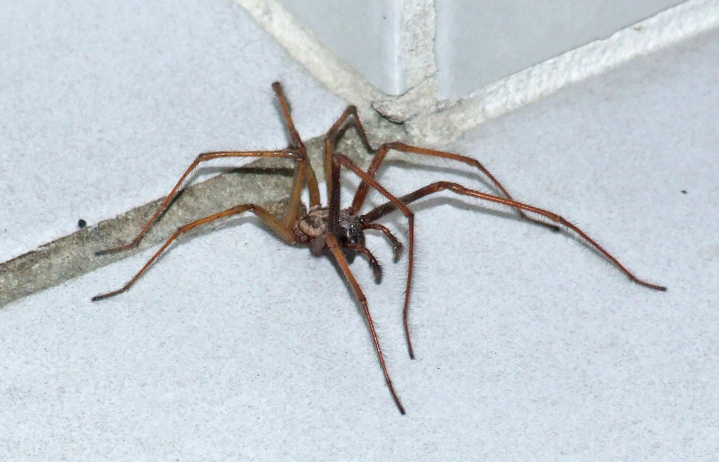 C’est la saison des araignées “La meilleure chose à faire est de les laisser tranquilles