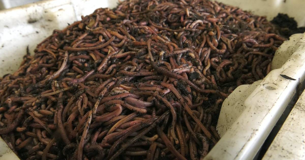 Wormenkwekerij Tollebeek bij woonwijk moet weg: geur- en geluidsnomen worden niet gehaald | Noordoos