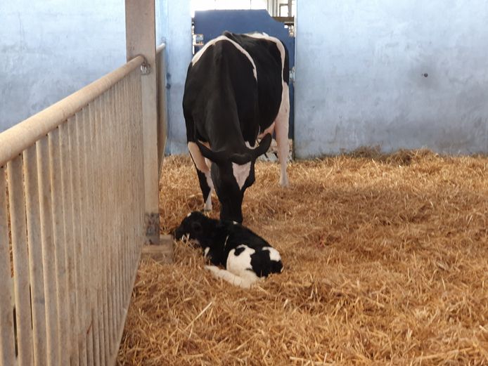 Meer dan 200 kinderen van de lagere scholen in Hoogstraten kwamen vrijdag naar de boerderij van Jef Ryvers in Castelré.