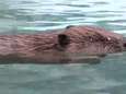 Kleine bevers krijgen zwemles in natuurhulpcentrum nadat hun moeder stierf
