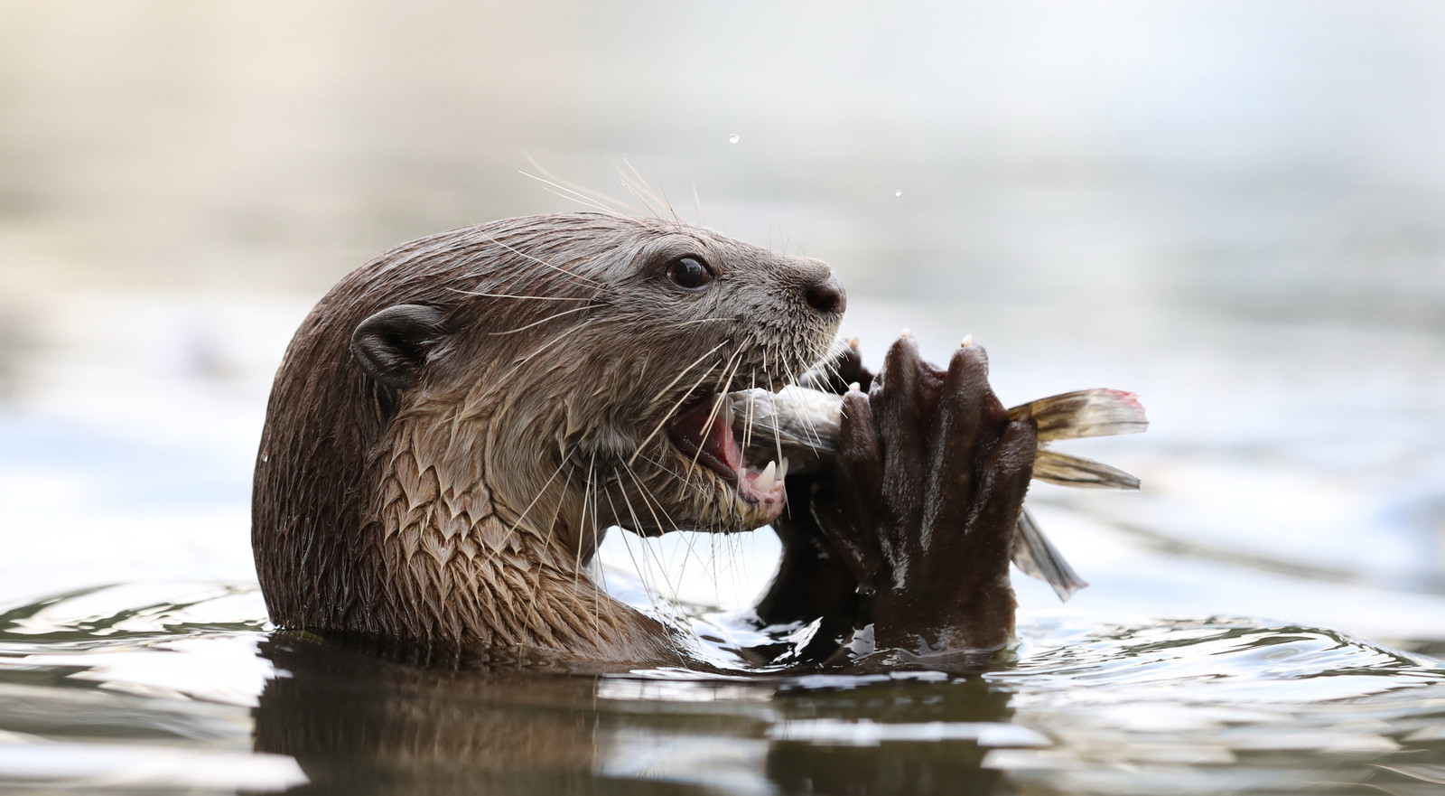 Natuur- en Vogelwacht wil otter een handje helpen om de Biesbosch te