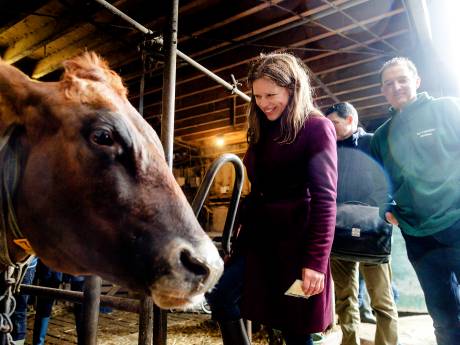 Politiek kan er niet meer omheen: minder varkens en koeien