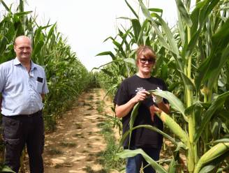 Landbouwer tovert maïsveld om tot doolhof: “Onverwacht succes”