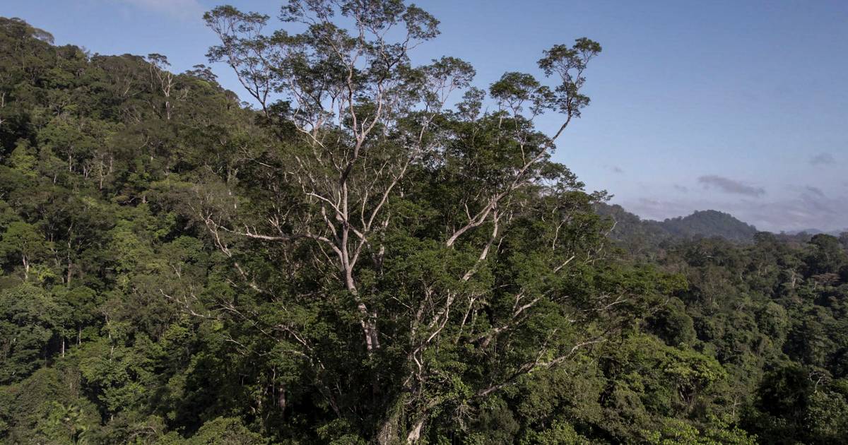 Gli scienziati raggiungono l’albero più alto dell’Amazzonia: circa 90 metri di altezza e 10 metri di spessore |  ambiente