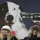 Roemenië gaat zwerfhonden en masse afmaken