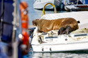 Freya in Noorwegen. Het kolossale dier klom op boten en haalde heel wat kattenkwaad uit in havens.