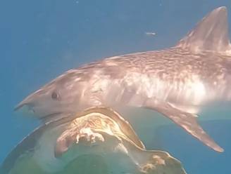 Haai wil zeeschildpad opeten, maar die blijkt verduiveld slim